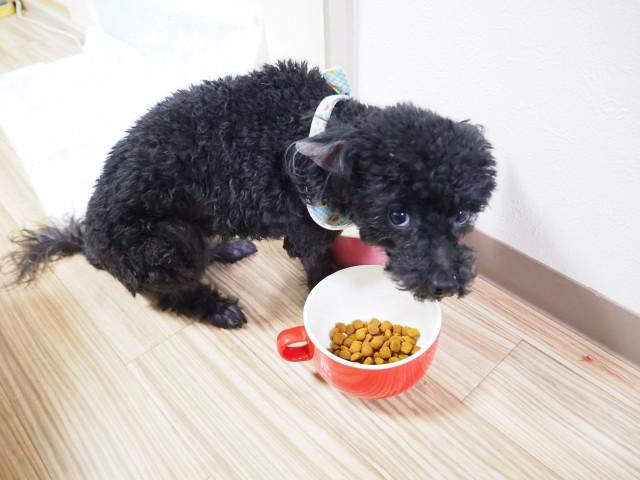 エサ食べるのをやめてこちらを見る犬