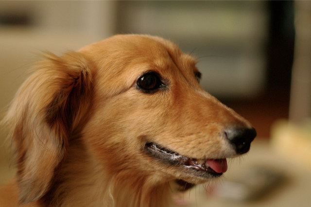 ゴールデンレトリバーのアップ