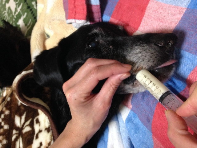 老犬に注入器で栄養剤を与える飼い主